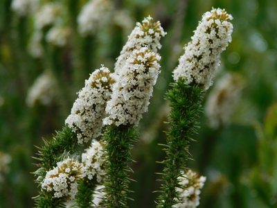 Stoebe alopecuroides, photographed by Rebecca Ryen-Stols