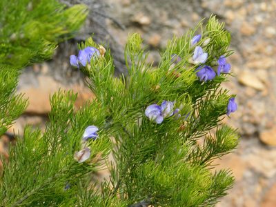 Psoralea speciosa, photographed by Rebecca Ryen-Stols