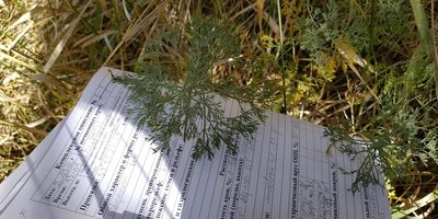 Artemisia abrotanum, photographed by Yurii Basov