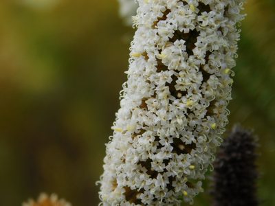 Stoebe alopecuroides, photographed by Rebecca Ryen-Stols