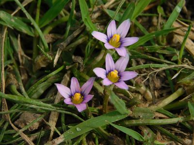 Romulea minutiflora, photographed by Rebecca Ryen-Stols