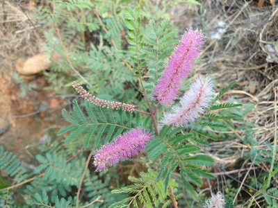 Mimosa dysocarpa, photographed by Alexis López Hernández