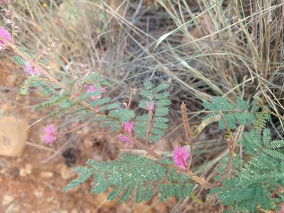 Mimosa dysocarpa, photographed by Alexis López Hernández