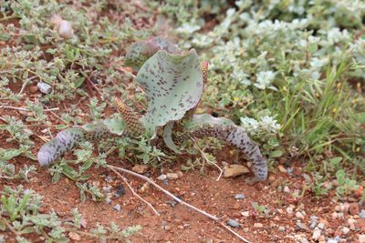Lachenalia violacea, photographed by Noeleen du Toit