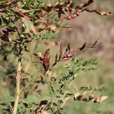 Glycyrrhiza glabra, photographed by Юрий Данилевский (Yuriy Danilevsky)
