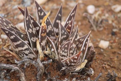 Gonialoe variegata, photographed by Noeleen du Toit