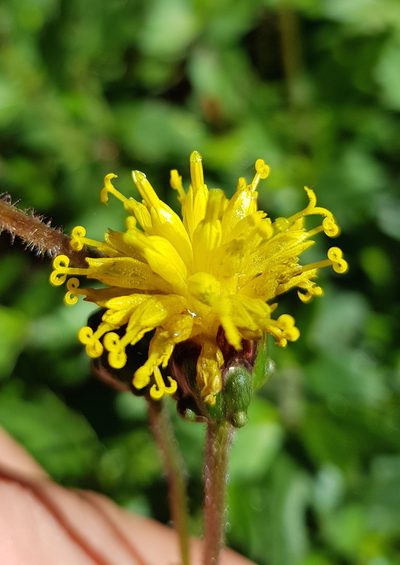 Tridax brachylepis, photographed by Eugenio Padilla