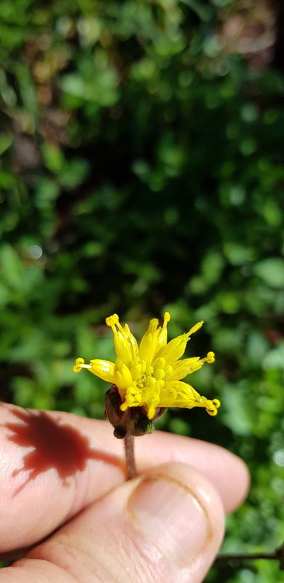 Tridax brachylepis, photographed by Eugenio Padilla