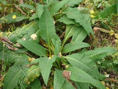 Cirsium helenioides, photographed by Dmitry Kulakov