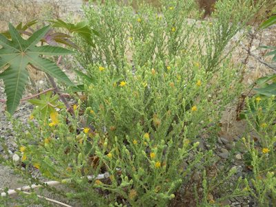 Heterotheca fastigiata, photographed by Zack Abbey