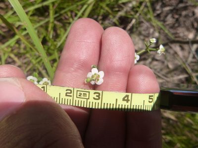Euphorbia discoidalis, photographed by cwarneke