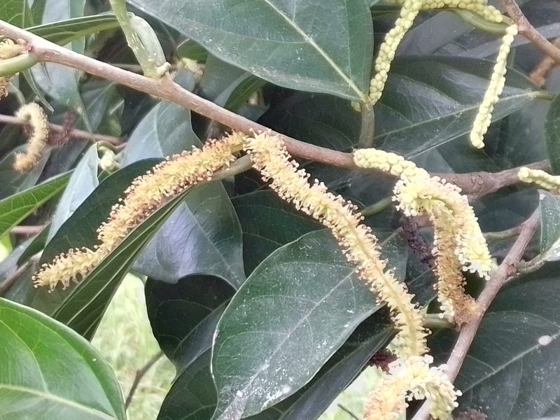Trophis racemosa, photographed by Arthur de Jesús Chavarría Pérez