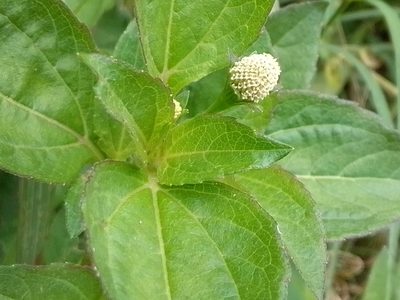 Acmella radicans, photographed by Arthur de Jesús Chavarría Pérez
