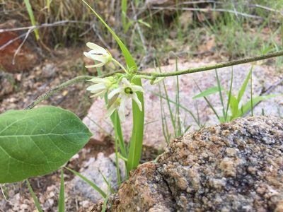 Polystemma cordifolium, photographed by Enrique Martínez Núñez