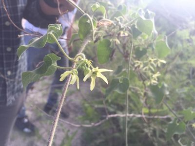 Polystemma cordifolium, photographed by Enrique Martínez Núñez