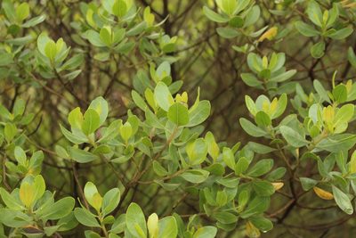 Baccharis macrantha, photographed by Andrés Ramírez-Barrera