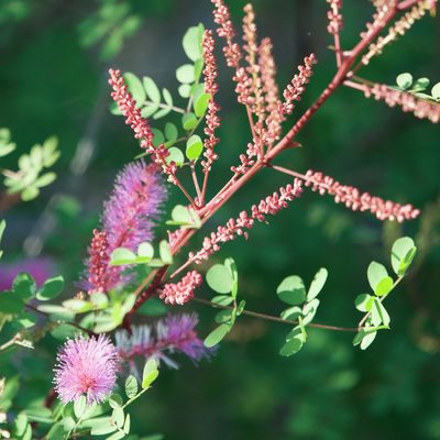 Mimosa distachya, photographed by Bill Levine