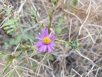 Dieteria asteroides, photographed by Alexis López Hernández