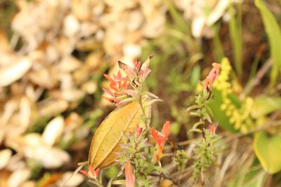Castilleja integrifolia, photographed by Andrés Ramírez-Barrera