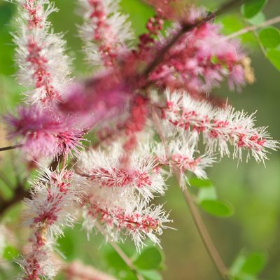Mimosa distachya, photographed by Bill Levine
