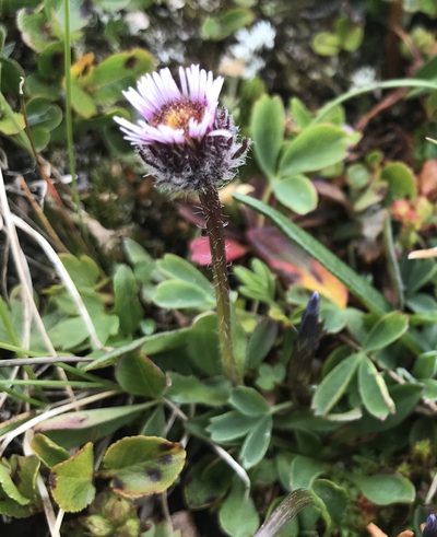 Erigeron uniflorus, photographed by Olav Skarpaas