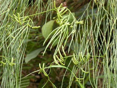 Lycopodiastrum casuarinoides, photographed by Aaron Liston