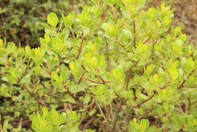 Baccharis macrantha, photographed by Andrés Ramírez-Barrera