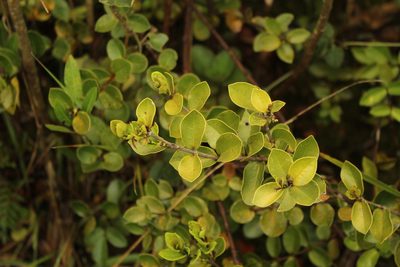 Myrcianthes leucoxyla, photographed by Andrés Ramírez-Barrera