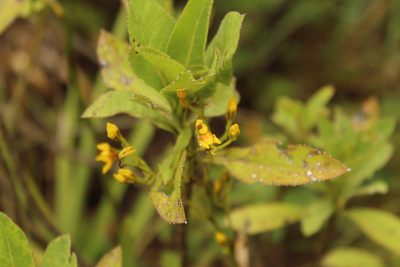 Cyrtochilum densiflorum, photographed by Andrés Ramírez-Barrera