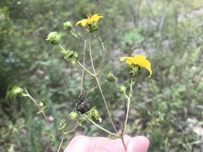 Silphium brachiatum, photographed by Brian Finzel