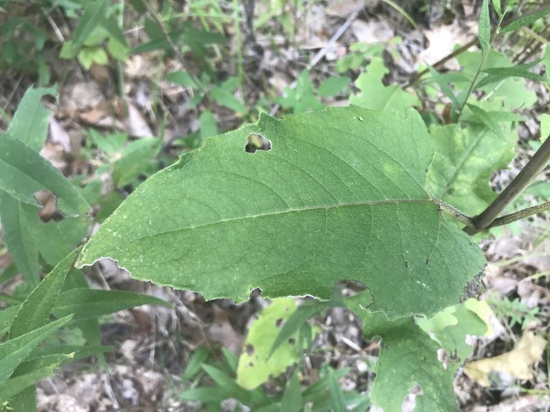 Silphium brachiatum, photographed by Brian Finzel
