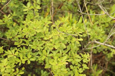 Hesperomeles obtusifolia, photographed by Andrés Ramírez-Barrera