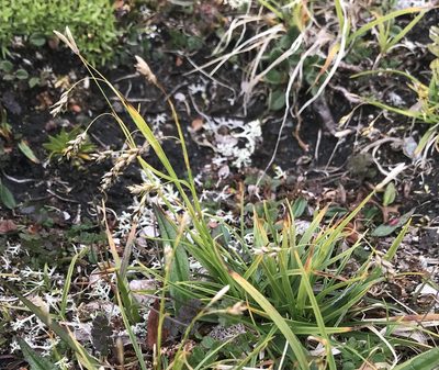 Carex capillaris, photographed by Olav Skarpaas