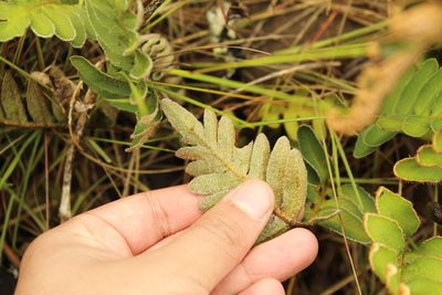 Pleopeltis thyssanolepis, photographed by Andrés Ramírez-Barrera