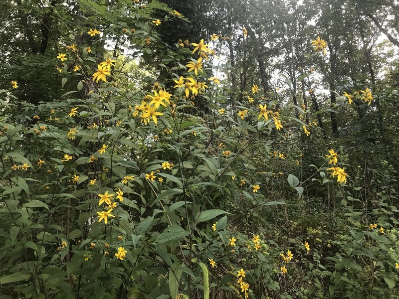 Helianthus microcephalus, photographed by Brian Finzel