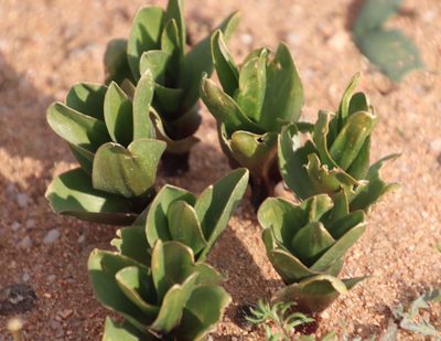Fusifilum physodes, photographed by Tony Rebelo