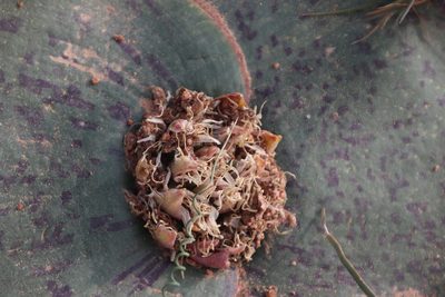 Massonia depressa, photographed by Tony Rebelo