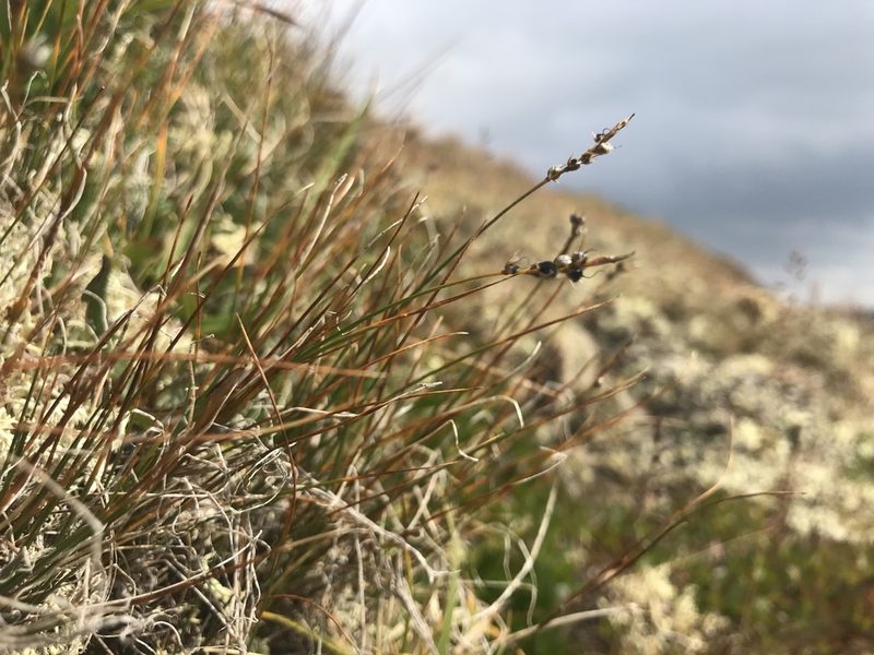 Carex myosuroides, photographed by Olav Skarpaas