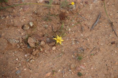 Romulea citrina, photographed by Tony Rebelo