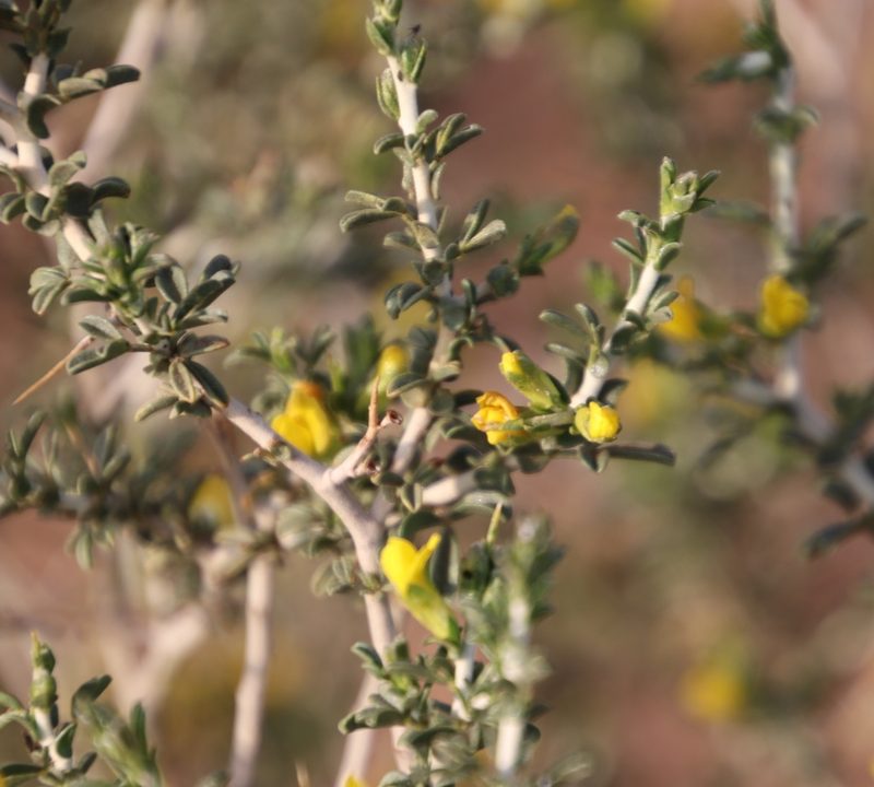 Melolobium candicans, photographed by Tony Rebelo