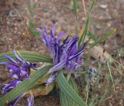 Babiana curviscapa, photographed by Tony Rebelo