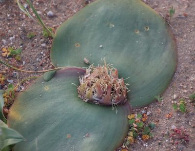 Massonia depressa, photographed by Tony Rebelo