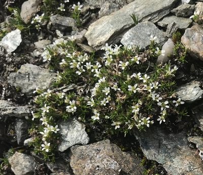 Arenaria norvegica