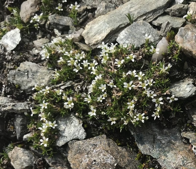 Arenaria norvegica, photographed by Olav Skarpaas