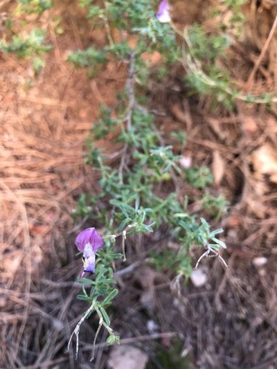 Ononis tridentata, photographed by Naturalista