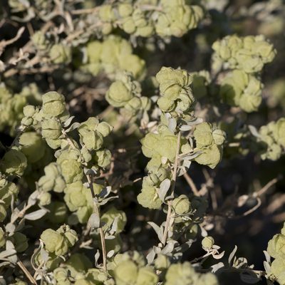 Atriplex vesicaria, photographed by Kym Nicolson