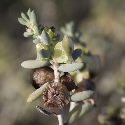 Maireana spongiocarpa, photographed by Kym Nicolson