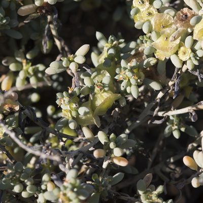 Maireana spongiocarpa, photographed by Kym Nicolson
