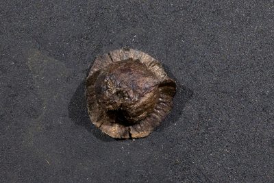 Maireana spongiocarpa, photographed by Kym Nicolson