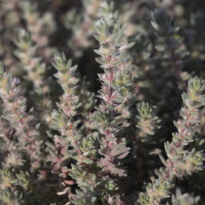 Sclerolaena lanicuspis, photographed by Kym Nicolson